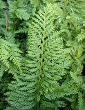 Polypodium interjectum. Вайя ('Cornubiense'). Германия, г. Essen, Grugapark. 29.09.2013.