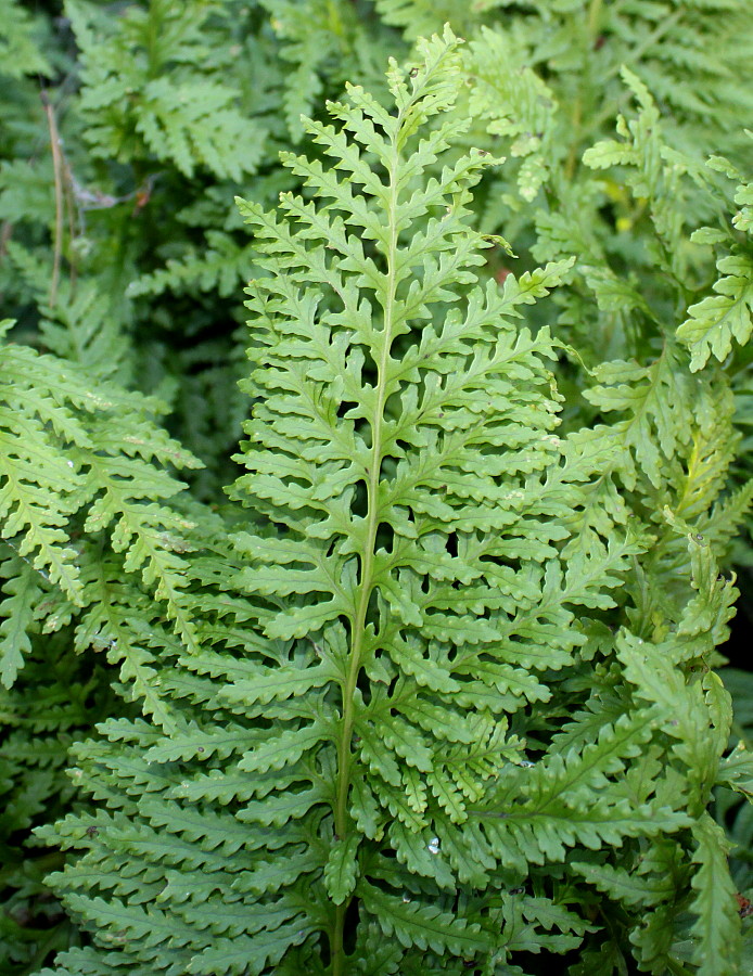 Изображение особи Polypodium interjectum.