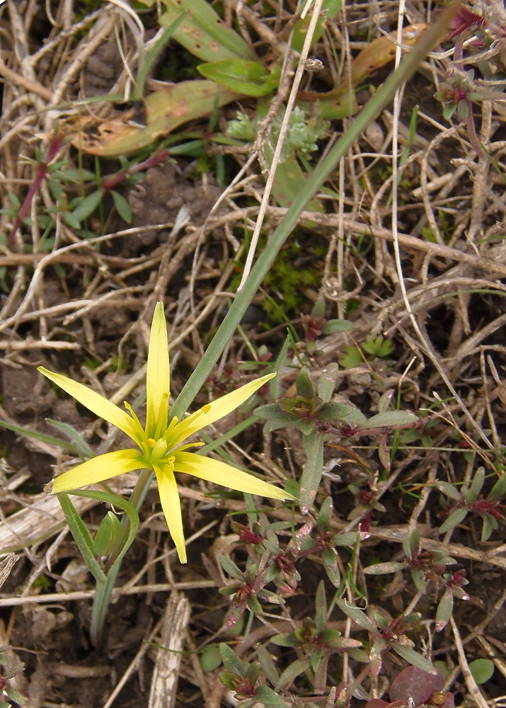 Image of genus Gagea specimen.