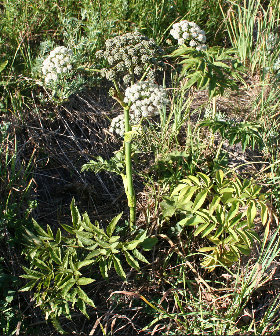 Image of Angelica sylvestris specimen.