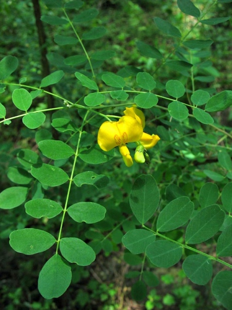 Image of Colutea arborescens specimen.