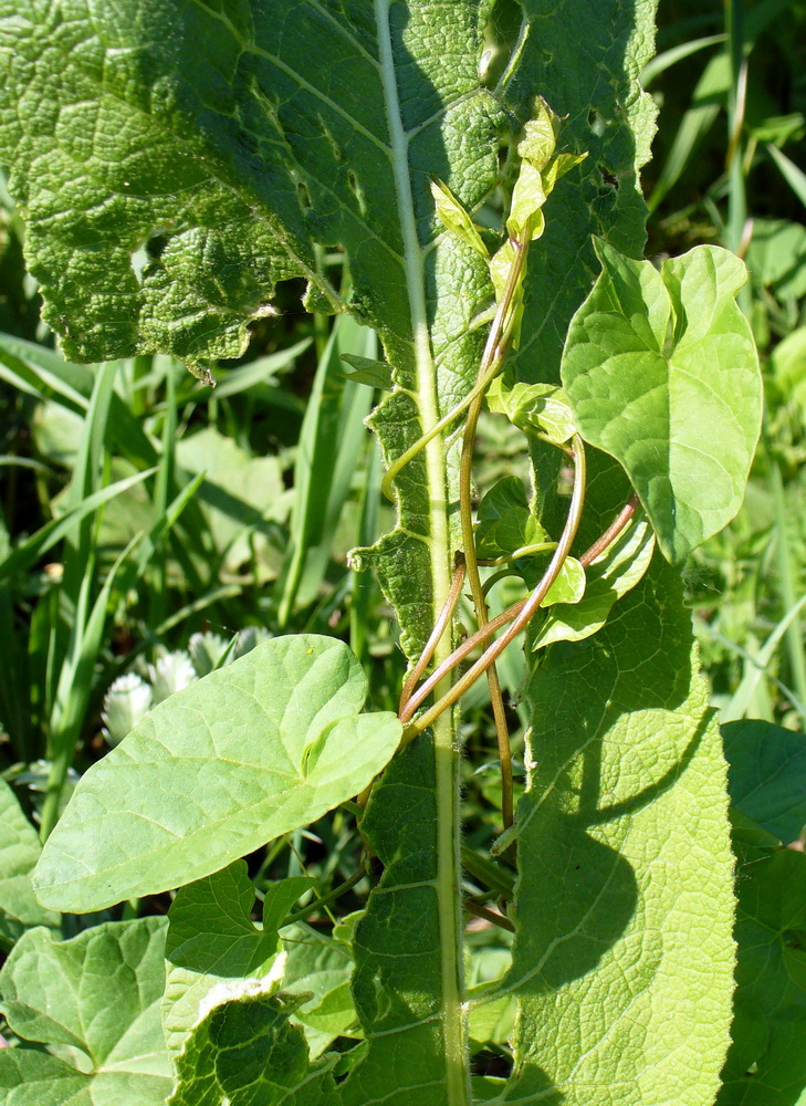 Image of Calystegia sepium specimen.