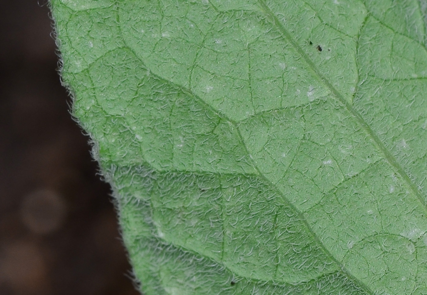 Image of Aristolochia paecilantha specimen.