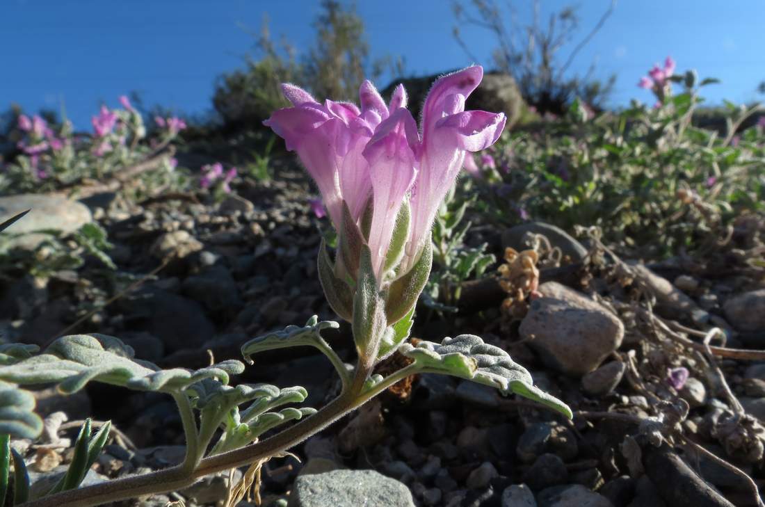 Изображение особи Scutellaria grandiflora.