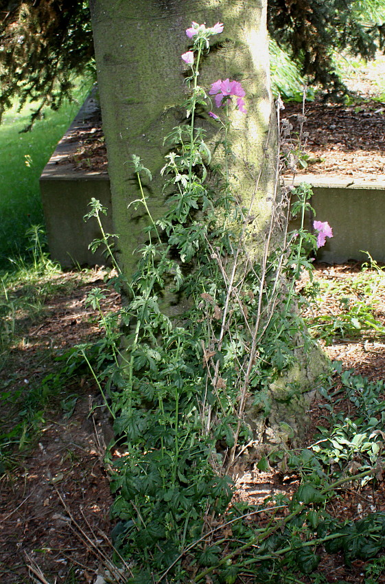 Image of Malva alcea specimen.