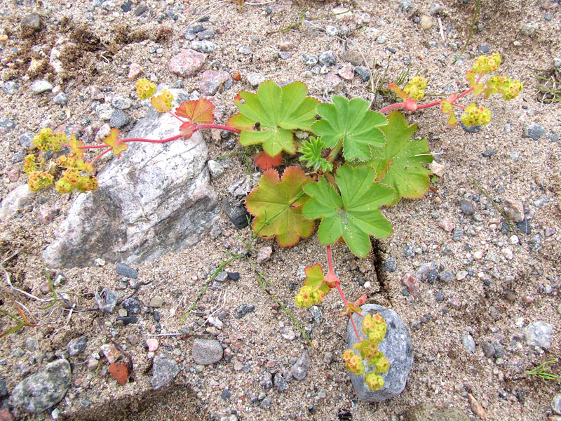 Image of genus Alchemilla specimen.