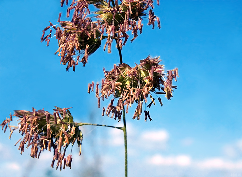 Image of Dactylis glomerata specimen.