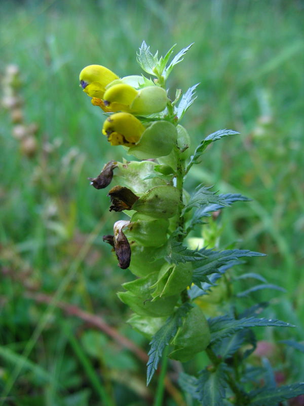 Изображение особи Rhinanthus aestivalis.