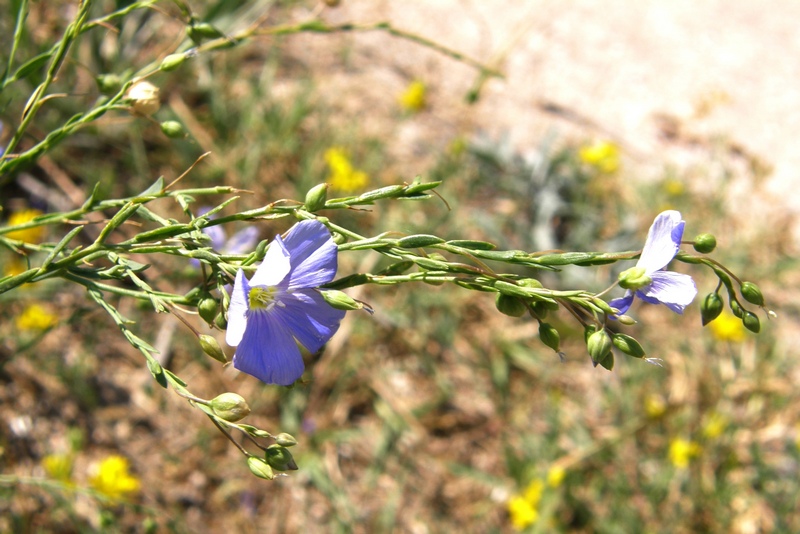 Image of Linum austriacum specimen.