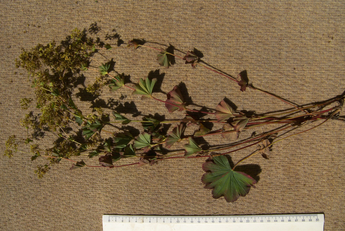 Image of Alchemilla dura specimen.