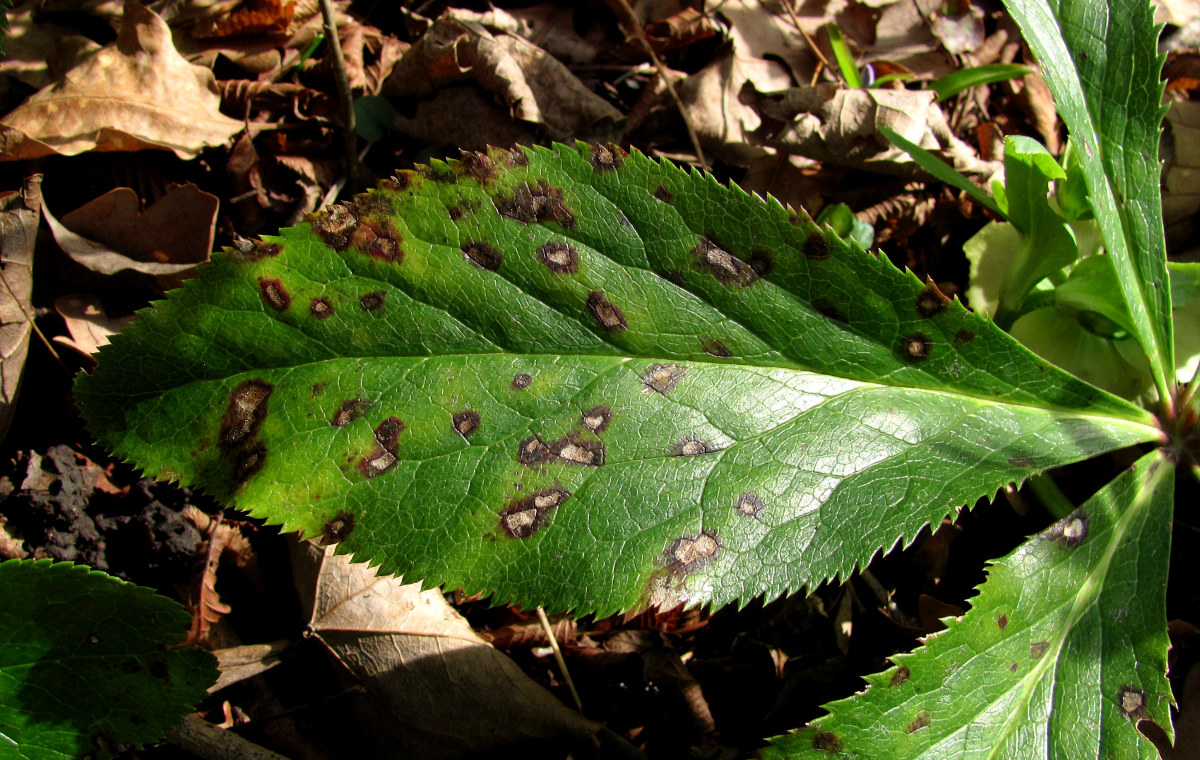 Image of Helleborus caucasicus specimen.