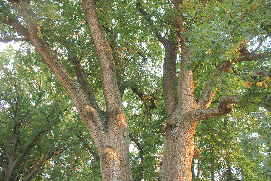 Image of Quercus robur specimen.