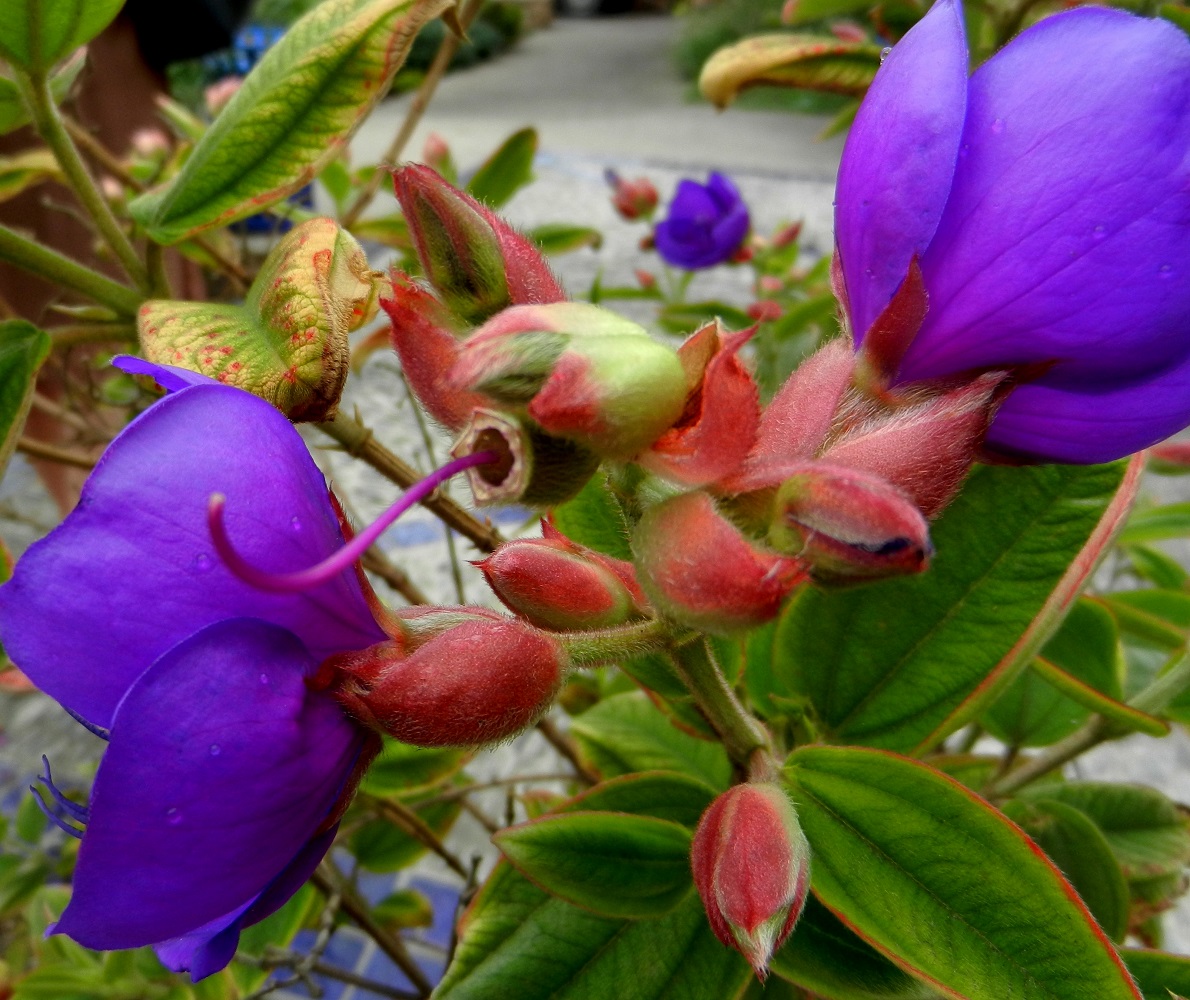 Image of Tibouchina urvilleana specimen.