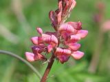 Onobrychis sibirica. Соцветие. Иркутская обл., Иркутский р-н, окр. пос. Боково. 05.06.2014.