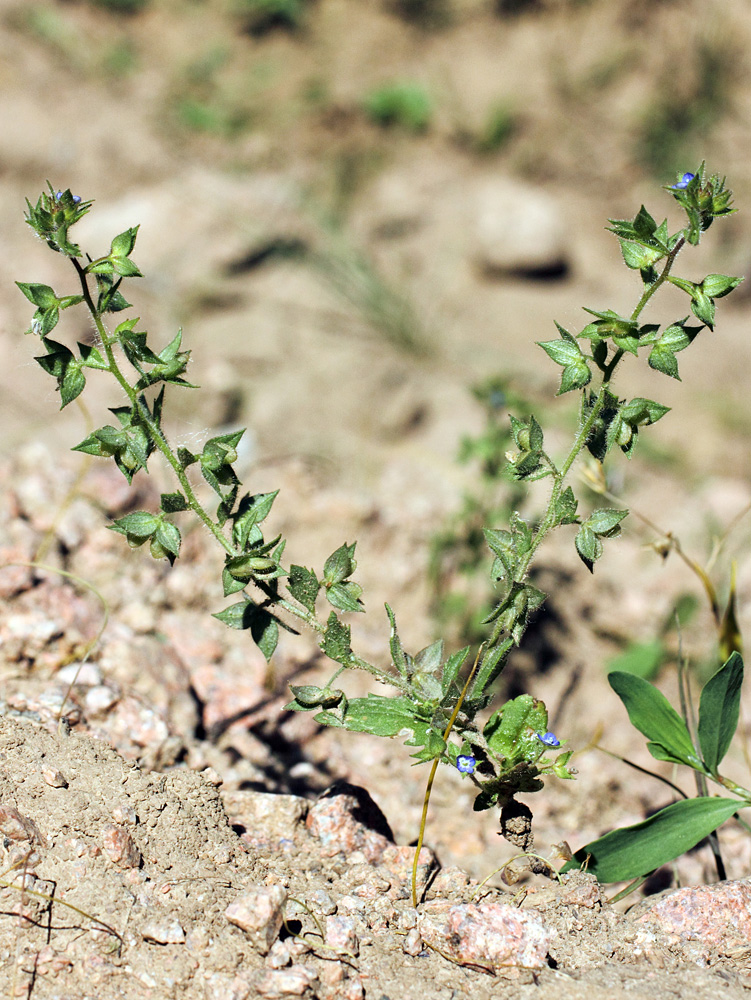 Image of Veronica campylopoda specimen.