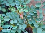 Indigofera coerulea. Верхушка побега с соцветием и плодом. Сокотра, плато Хомхи, сухой каменистый склон. 29.12.2013.