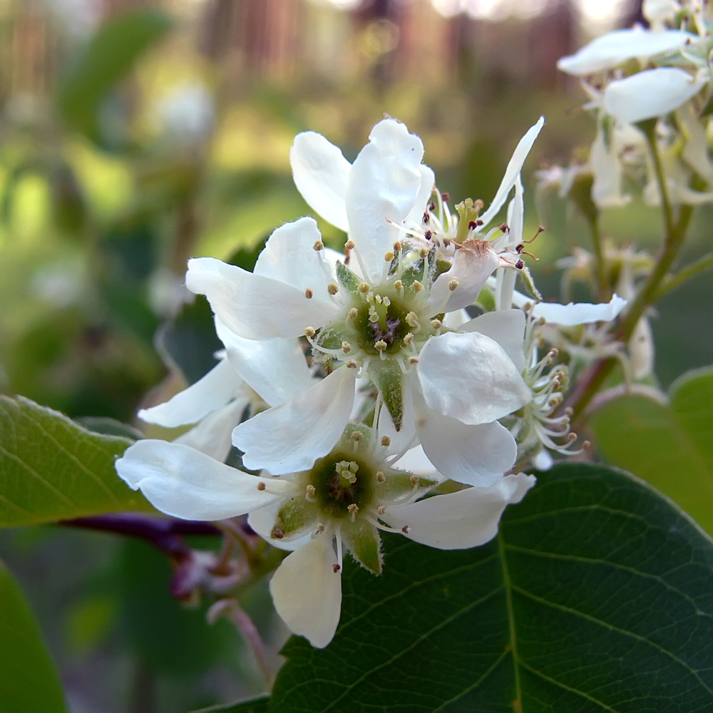 Image of Amelanchier spicata specimen.