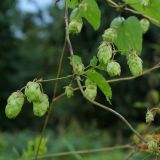 Humulus lupulus