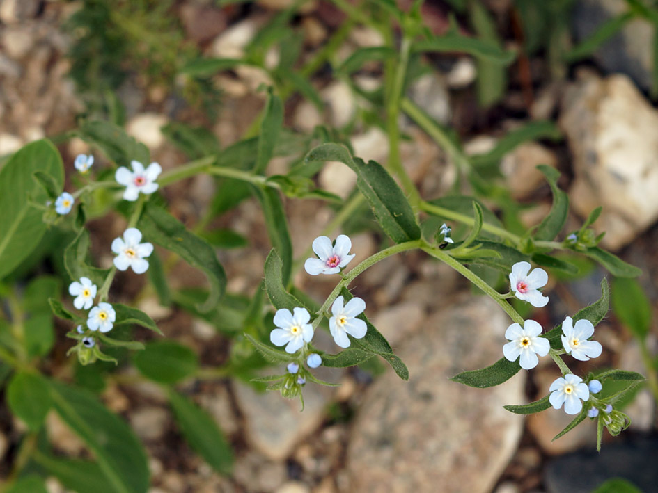 Изображение особи семейство Boraginaceae.