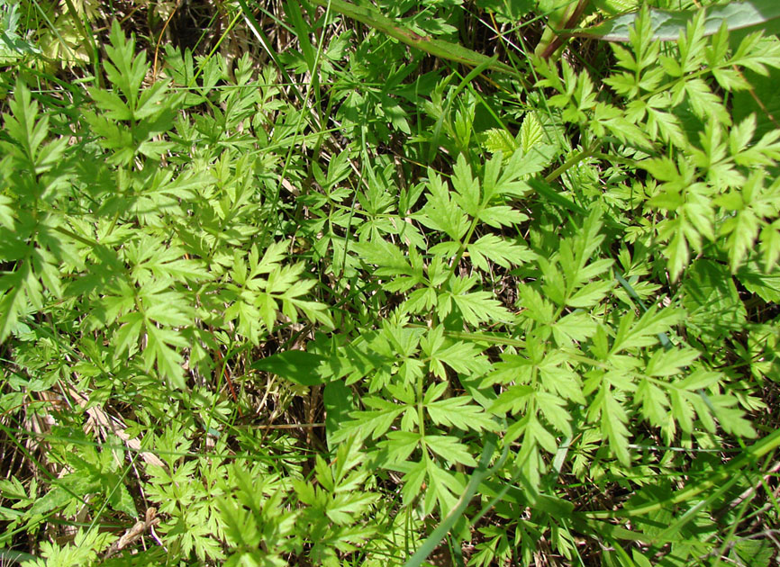 Image of Anthriscus sylvestris specimen.