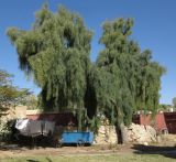 Acacia salicina. Старое цветущее дерево. Израиль, южная Арава, киббуц Элифаз, в культуре (?), высота 140 м н. у. м. 15.02.2016.