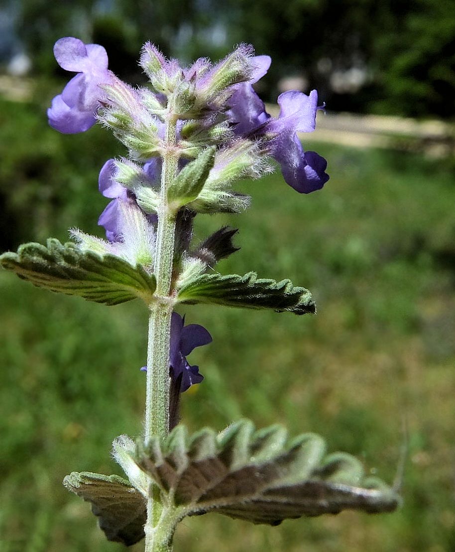 Image of Nepeta mussinii specimen.