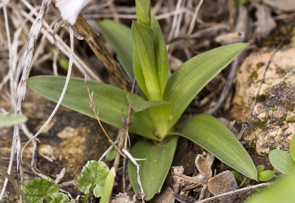 Image of Anacamptis papilionacea specimen.