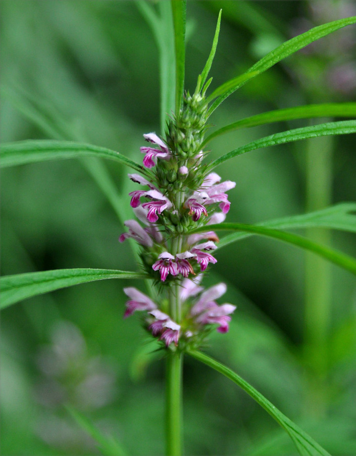 Изображение особи Leonurus japonicus.