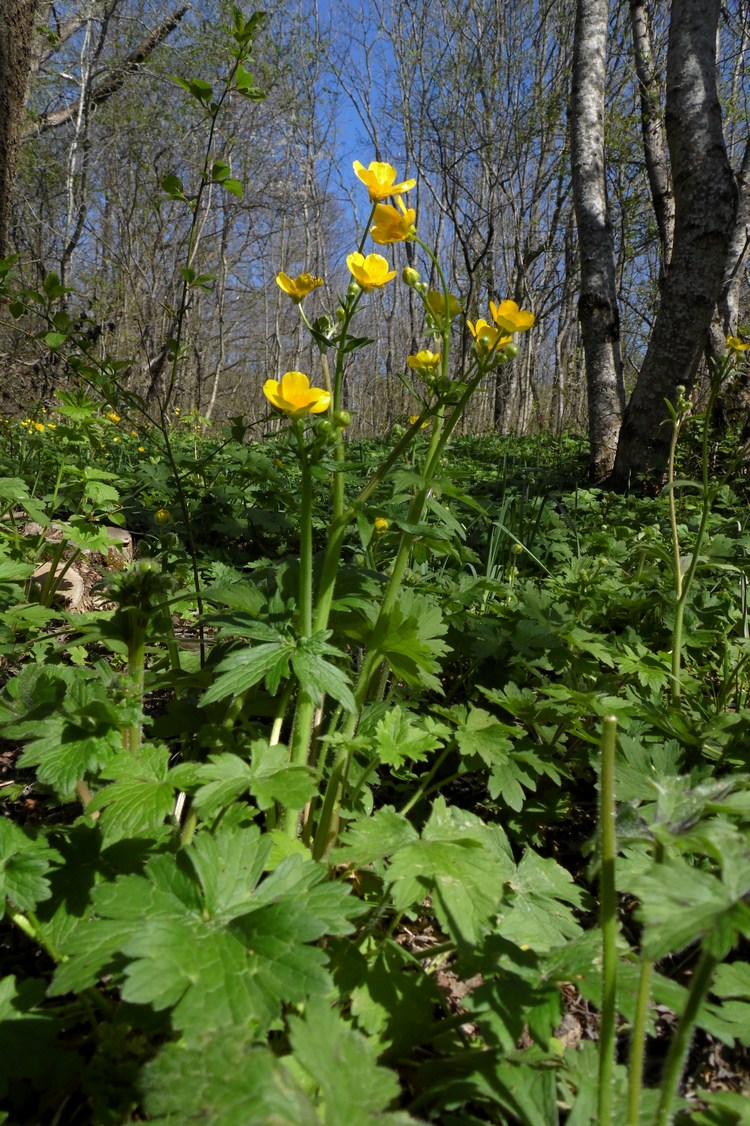 Изображение особи Ranunculus constantinopolitanus.