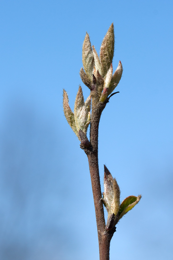 Image of Cotoneaster lucidus specimen.