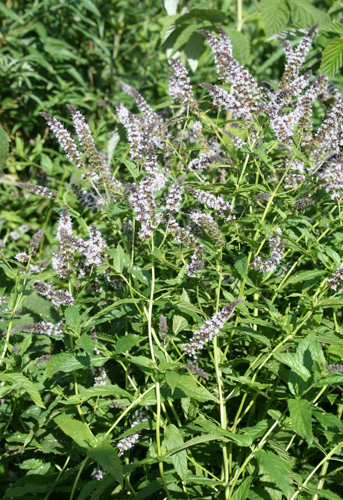 Image of Mentha &times; piperita specimen.