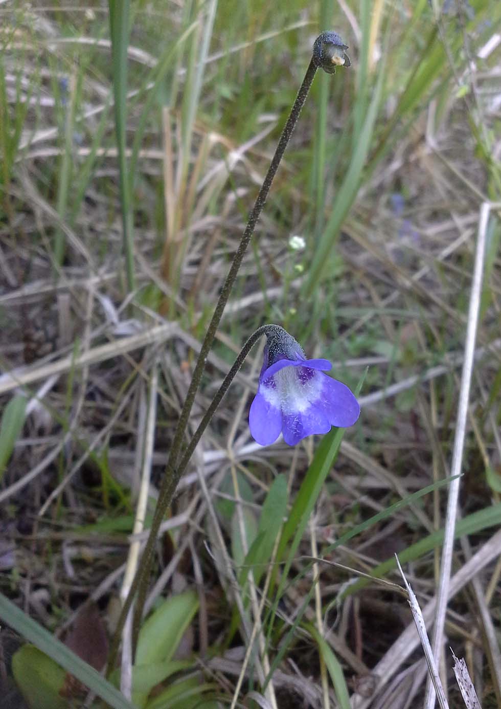 Изображение особи Pinguicula vulgaris.