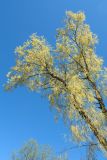 Salix × fragilis. Крона цветущего старого дерева. Псков, долина р. Пскова, парк. 09.05.2016.