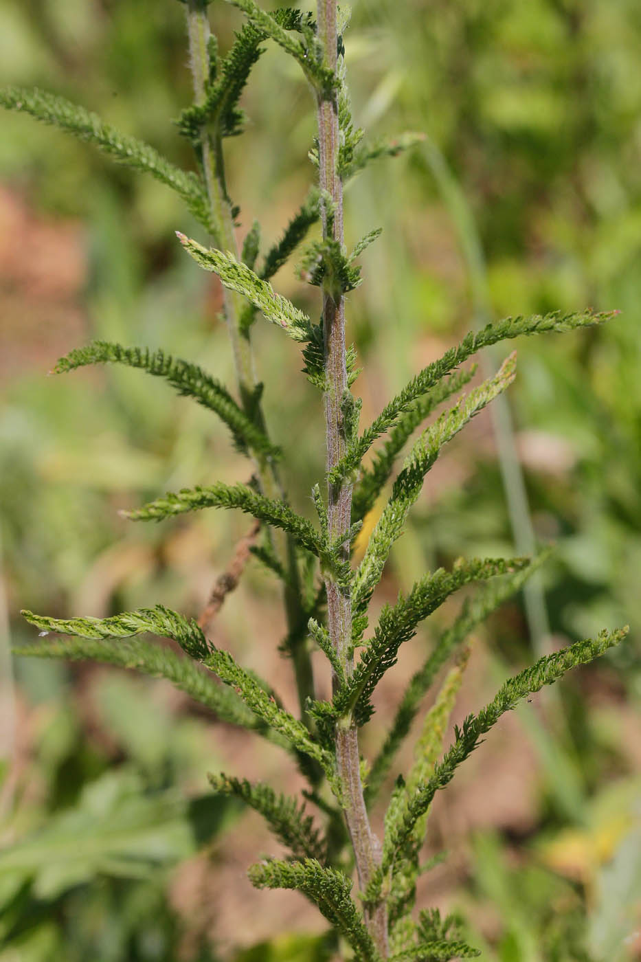 Изображение особи Achillea millefolium.