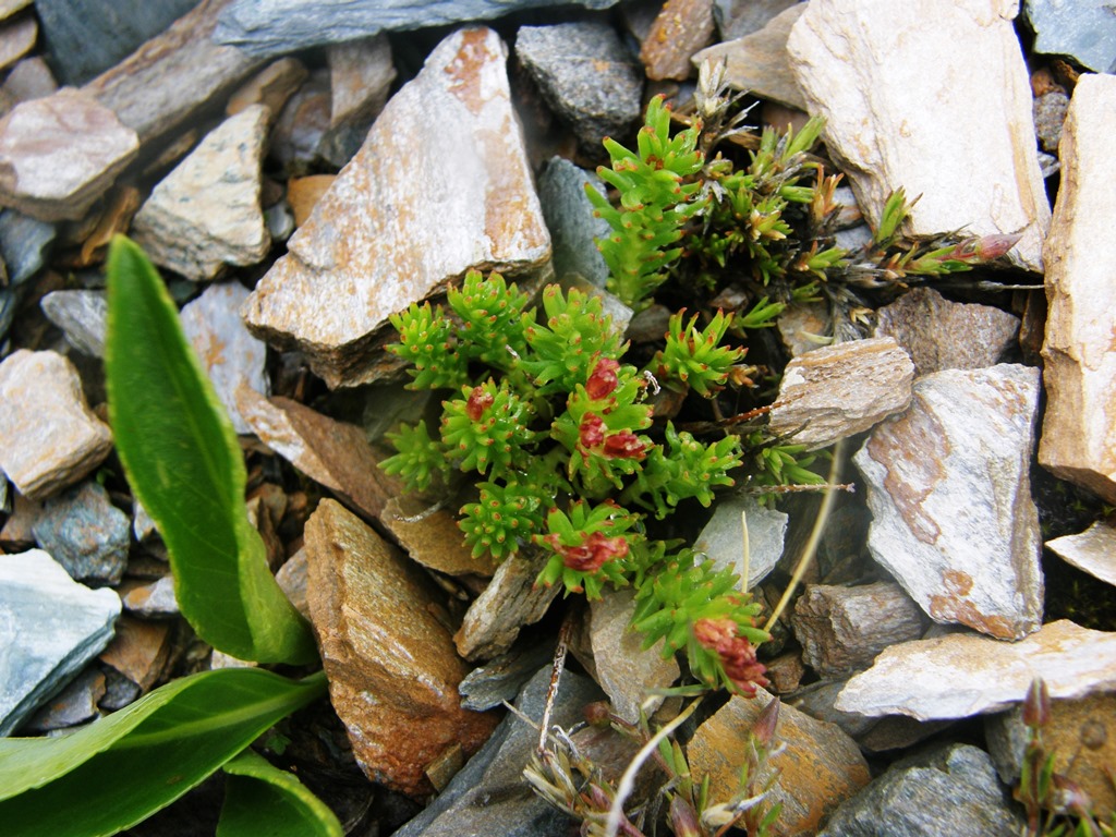 Image of Rhodiola quadrifida specimen.