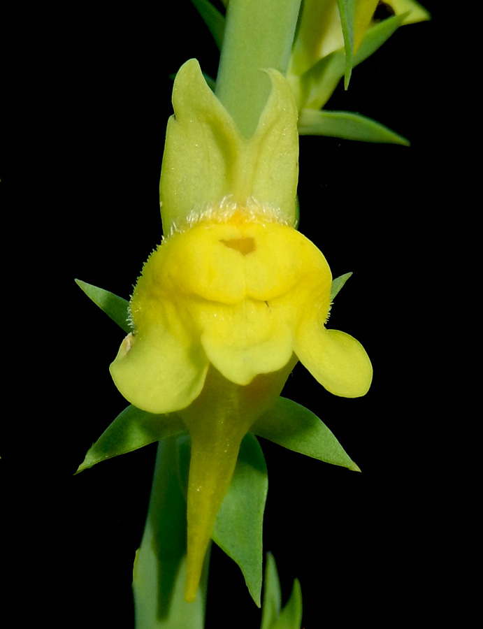 Image of Linaria genistifolia specimen.