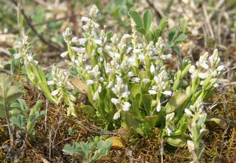 Image of Polygala amarella specimen.