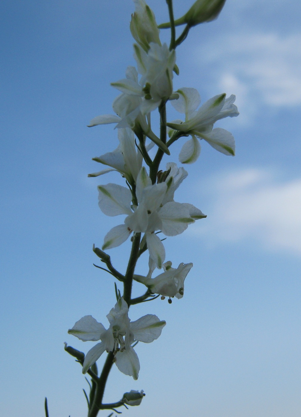 Изображение особи Delphinium hispanicum.