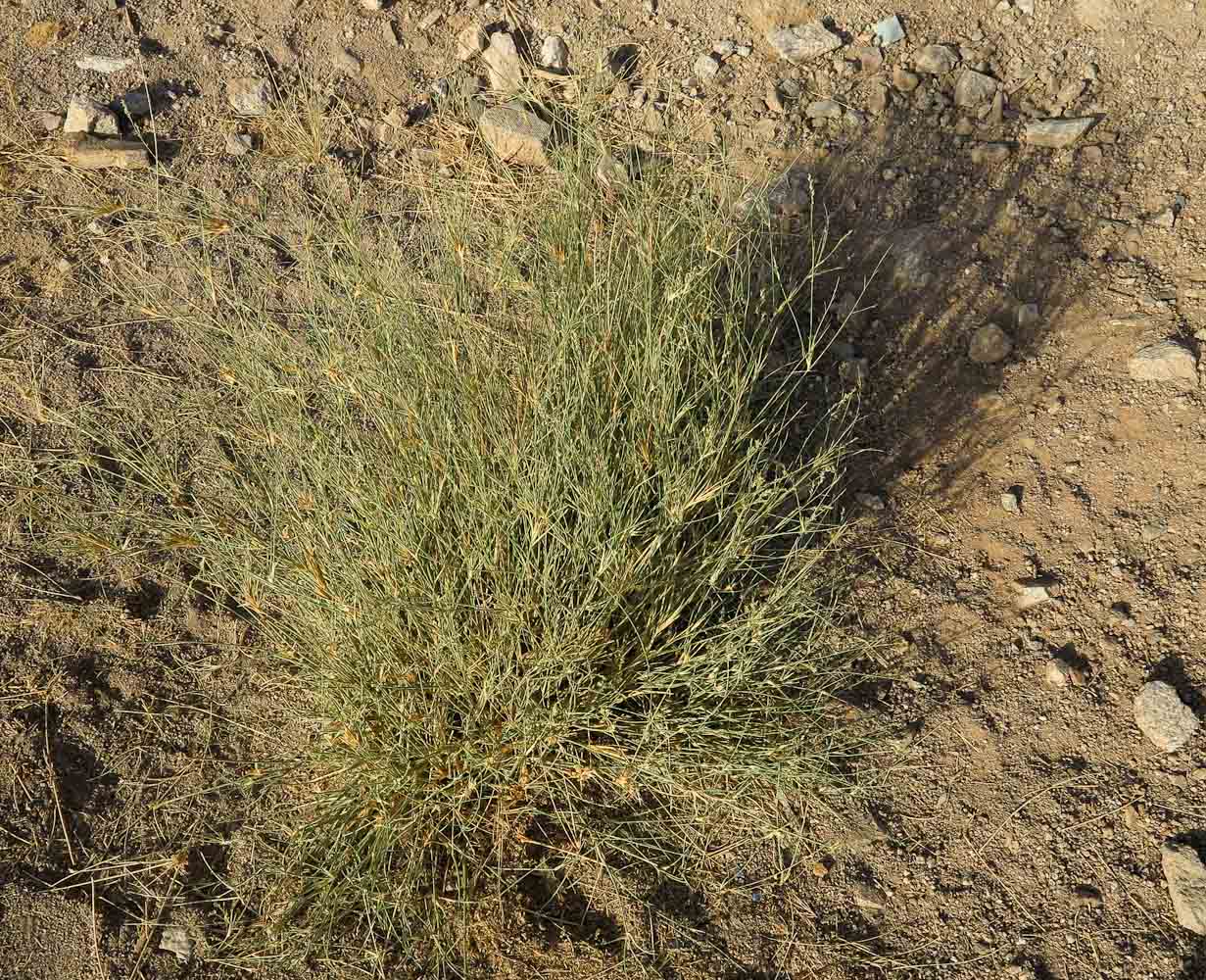 Image of Panicum turgidum specimen.