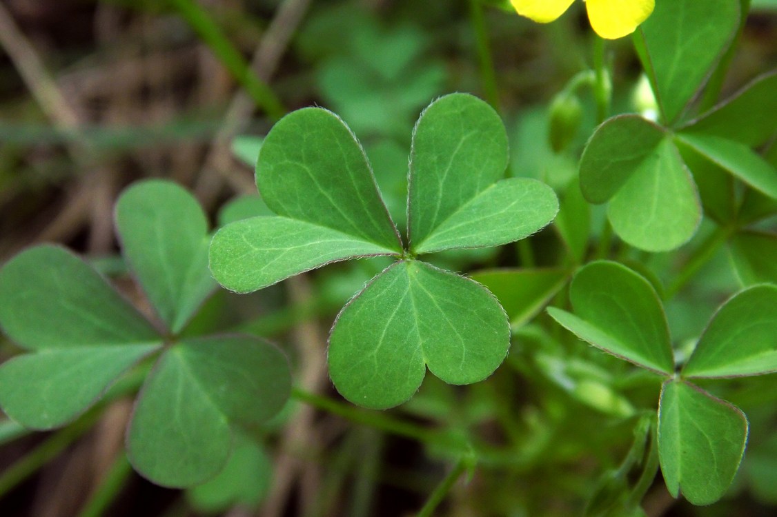 Image of Oxalis dillenii specimen.