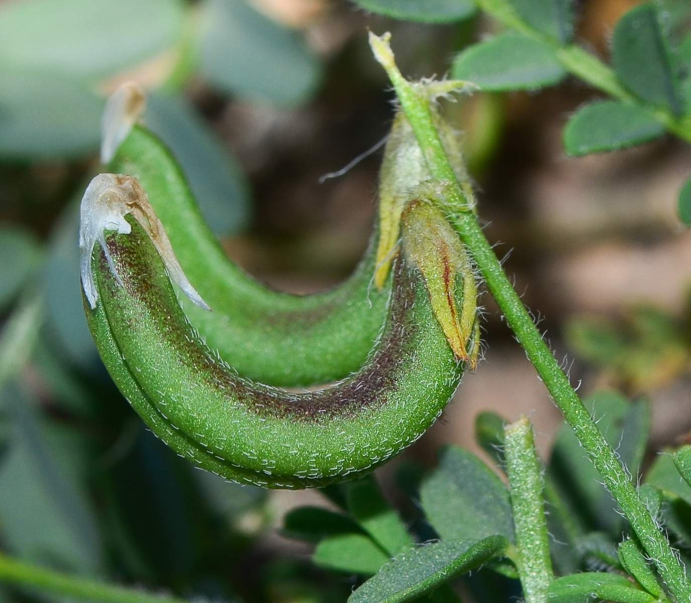 Изображение особи Astragalus mareoticus.