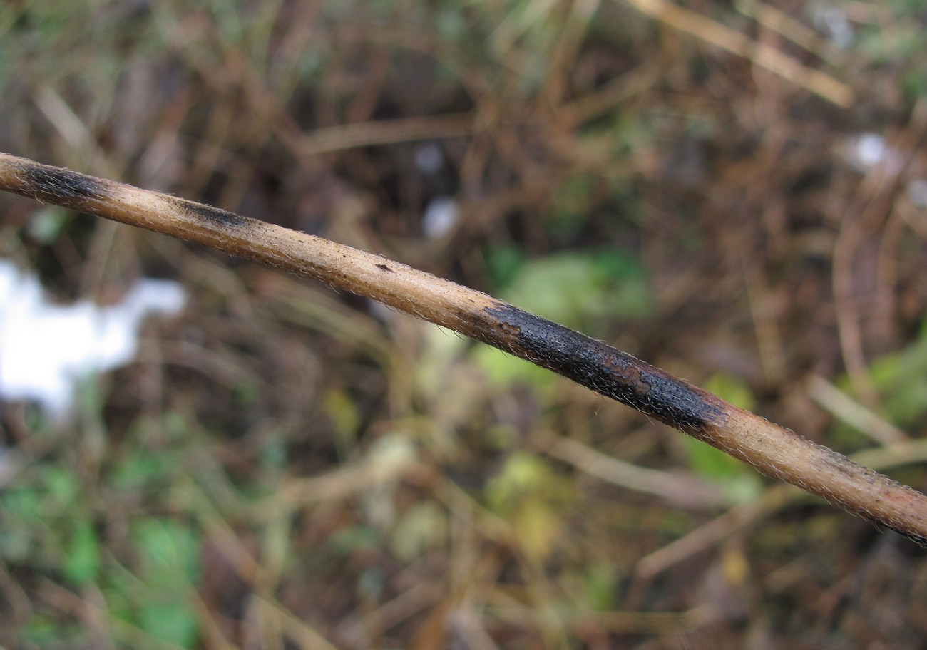 Image of Ipomoea purpurea specimen.