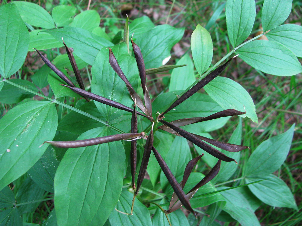 Image of Lathyrus vernus specimen.