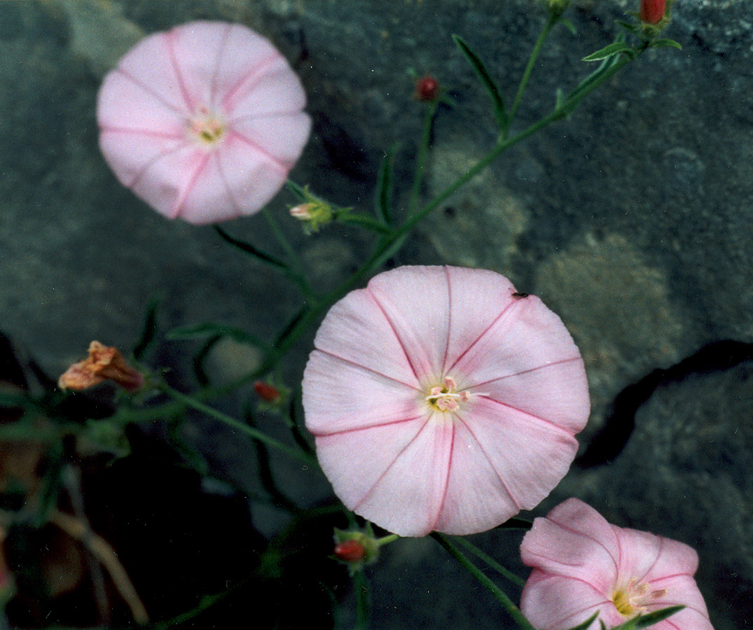 Image of Convolvulus cantabrica specimen.