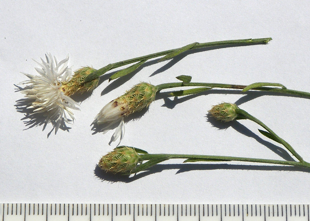 Image of genus Centaurea specimen.