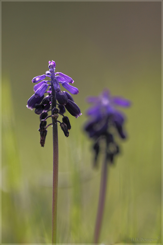 Изображение особи Muscari neglectum.