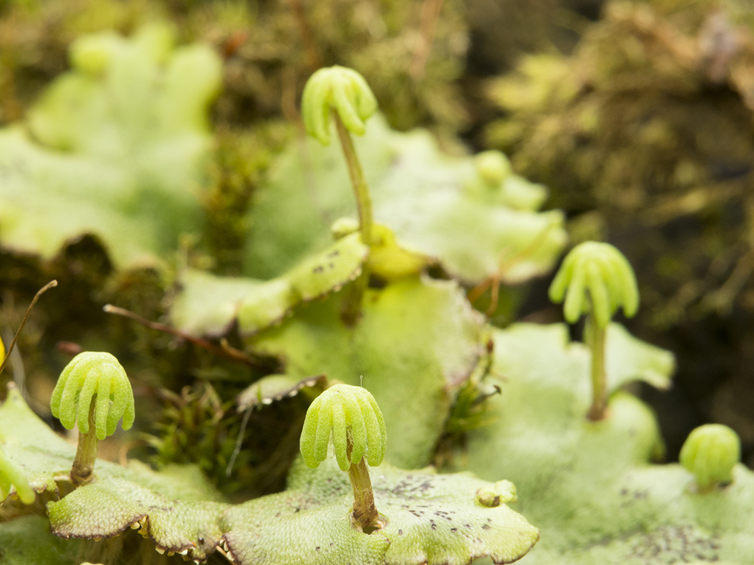 Image of Marchantia polymorpha specimen.