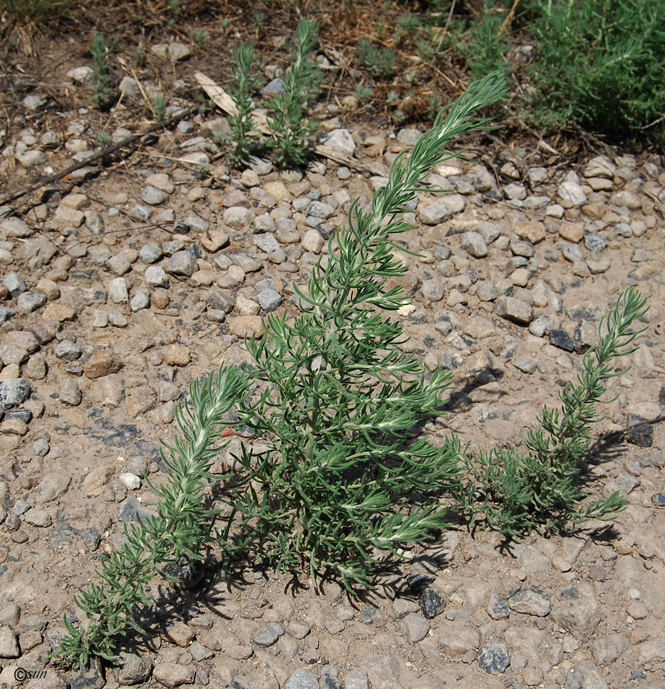 Image of Sedobassia sedoides specimen.