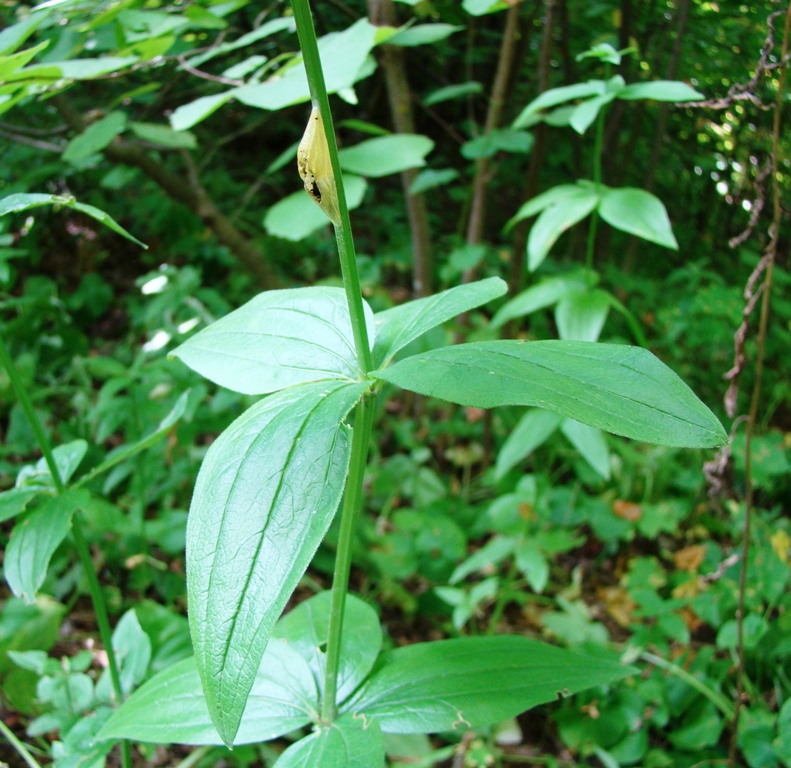 Image of Galium rubioides specimen.