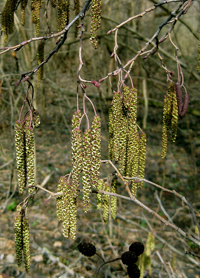 Image of Alnus glutinosa specimen.